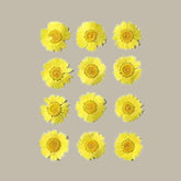 Dried pressed Daisy Flower-yellow